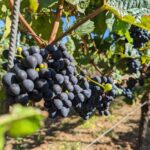 ワインの世界地図～イタリア中編～